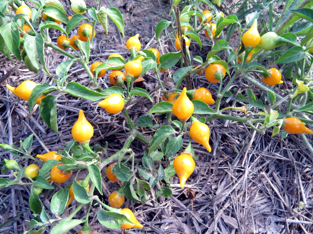 Biquinho Yellow